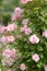 Abundant bloom of climbing  semi double pink Rose Clair Martin