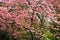 Abundant bloom of pink Dorgwood tree