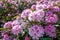 Abundant bloom of pink flowering Rhododendron shrub