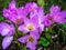 Abundant blooming autumn flowers, blooming pink large Colchicum, Colchicum, outdoors rustic garden