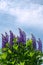 Abundant blooming lupine on blue sky background and clouds-summer theme