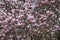 Abundant blooming of Pink flowers of Chinese magnolia or saucer, Magnolia x soulangeana, early spring, natural floral