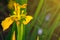 Abundant blooming wild marsh irises.