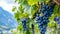 Abundant Blue Grapes Glistening on Vines in Breathtaking South Tyrol, Italy - Captured in Stunning 1
