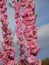 Abundant cherry blossom in springtime