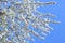 Abundant cherry blossoms. Inflorescences of white flowers on a branch against a blue sky on a spring day