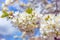 Abundant cherry blossoms. White cherry blossoms bloomed in the garden on a tree. Beautiful spring floral background