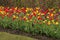 Abundant colorful Tulip flowers in springtime in the rain backgr