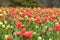 Abundant colorful Tulip flowers in springtime in the rain backgr