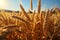 Abundant ears of wheat sway in a golden cereal field, embodying farming