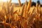 Abundant ears of wheat sway in a golden cereal field, embodying farming