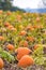 Abundant field of pumpkins ready for harvest and Halloween