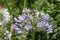 Abundant flowering African agapanthus Agapanthus africanus