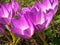 Abundant flowering of autumn flowers, blooming pink Colchicum, Colchicum, in the open air of the village garden