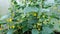 Abundant flowering of a cucumber bush in a greenhouse