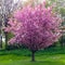 Abundant flowering little sherry tree in full pink spring blossom