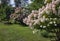 Abundant flowering of the ornamental shrub paniculate hydrangea vanilla milling cutter