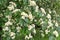 The abundant flowering of Swedish ripple Sorbus intermedia Ehrh. Pers.. Spring