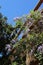 Abundant flowering of wisteria in spring