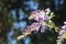 Abundant flowering of wisteria in spring