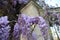 Abundant flowering of wisteria in spring