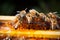 Abundant frame honey dripped wax showcases bees golden, sticky craftsmanship in abundance