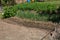 Abundant Garden Delights: Newly Planted Peppers, Onions, and Vegetables