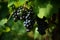 Abundant grape clusters on vines