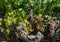 Abundant grapes in the vineyard