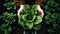 Abundant Green Lettuce Grasped in Hands, Growing Beautifully on Loose Soil in Bountiful Garden