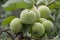 Abundant harvest of apples on apple tree branch