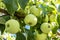 Abundant harvest of green apples with drops of water after rain on apple tree branch. A green apple ripens on an apple tree branch