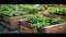 Abundant Harvest: Raised Garden Beds in a Vibrant Community Kitchen Garden