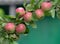 Abundant harvest of red apples on an apple tree