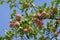 Abundant harvest of red apples on apple tree branch against the blue sky. A red apple ripens on an apple tree branch.