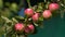 Abundant harvest of red apples on apple tree branch. Apples ripens on an apple tree branch.