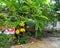 Abundant Harvest: Soursop Fruits Thriving in the Garden