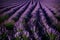 An abundant lavender field with humming bees