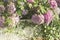 Abundant lush flowering Pink purple hydrangea in white openwork vases. Romantic light summer background with bokeh