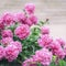 Abundant lush flowering Pink purple peonies in the garden. Square floral background