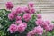 Abundant lush flowering Pink purple peonies in garden. Traditional floral symbol, flower of riches and honour and king