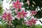 Abundant Orienpet lilies nod on tall stalks