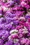 abundant pink bouquet of wavyleaf sea lavender