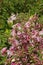 Abundant pink and white flowers of Weigelia florida \\\'Variegata\\\'