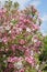 Abundant pink and white flowers of Weigelia florida \\\'Variegata\\\'