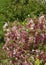 Abundant pink and white flowers of Weigelia florida \\\'Variegata\\\'