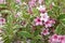 Abundant pink and white flowers of Weigelia florida \\\'Variegata\\\'