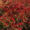 Abundant red cotoneaster berries