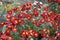 Abundant red and yellow flowers of semidouble Chrysanthemums