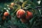 Abundant Ripe Peaches Adorning a Tree. The vibrant peaches are ready to be picked and enjoyed